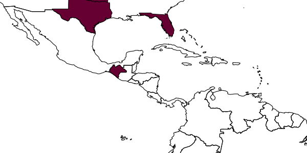 map of Rhopalum atlanticum     Bohart, 1974
